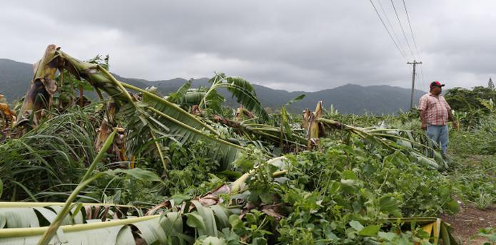 Los sectores más afectados fueron los plátanos, con una pérdida del 18% de la cosecha a un costo de cerca de $11.4 millones. (vanessa.serra@gfrmedia.com)