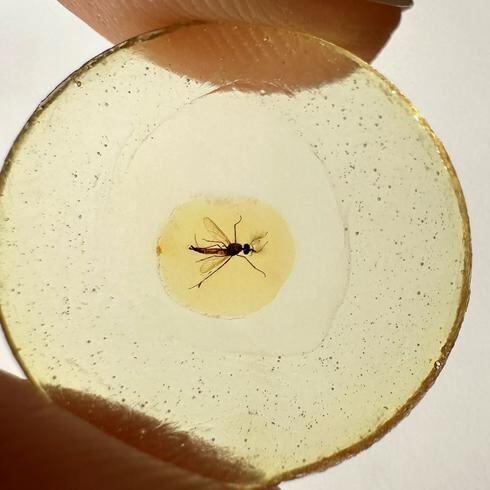 El fósil de mosquito más antiguo sugiere que los machos succionaban sangre