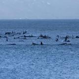 Cientos de ballenas varadas en Tasmania