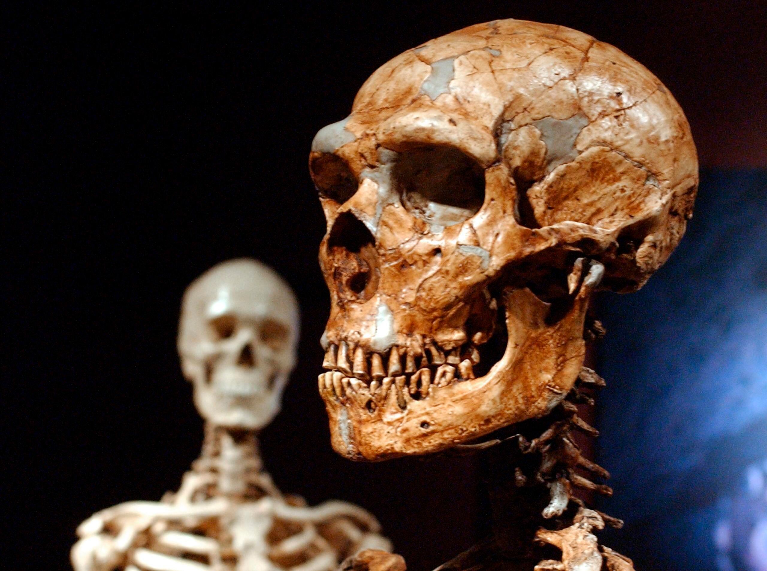 Un esqueleto reconstruido de neandertal y un esqueleto humano moderno en exhibición en el Museo de Historia Natural en Nueva York.