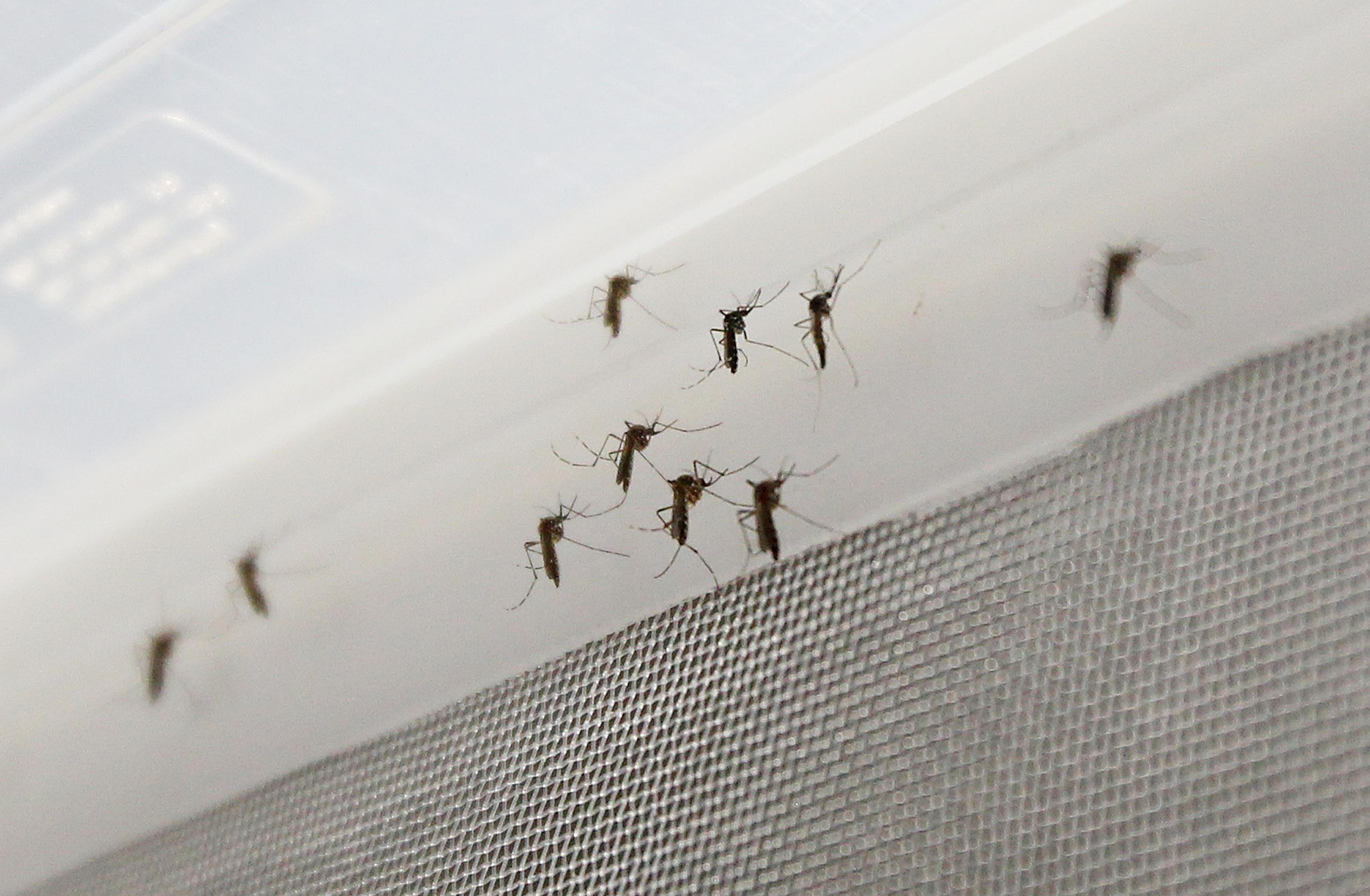 El mosquito Aedes Aegypti es transmisor de dengue, chikunguña y zika.