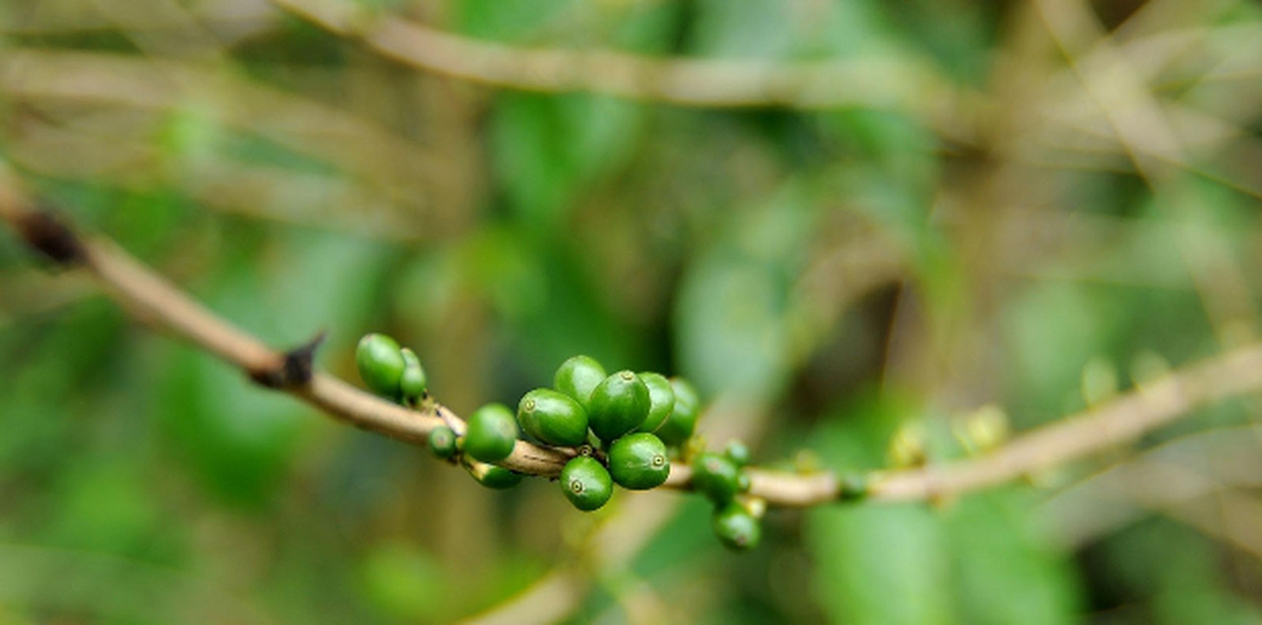 El Departamento de Agricultura evalúa la posibilidad de ampliar el cultivo de árboles de café en la cárcel La Pica.  (Archivo)