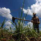 El huracán Ian dañó más de 21,000 hectáreas de cultivos en Cuba 