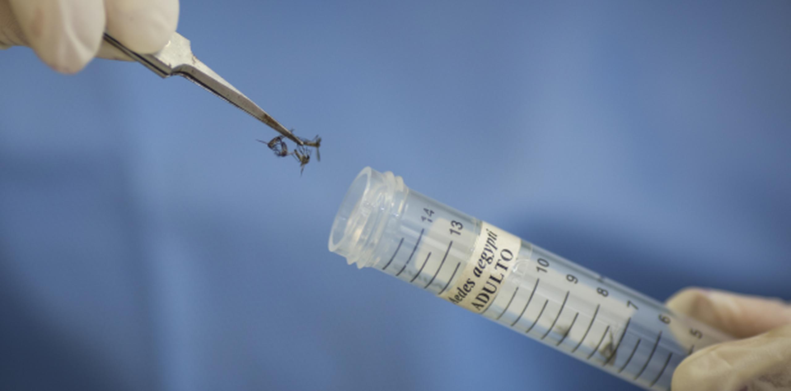 Actualmente no hay medicamentos ni vacunas certificadas para el zika. (Archivo)