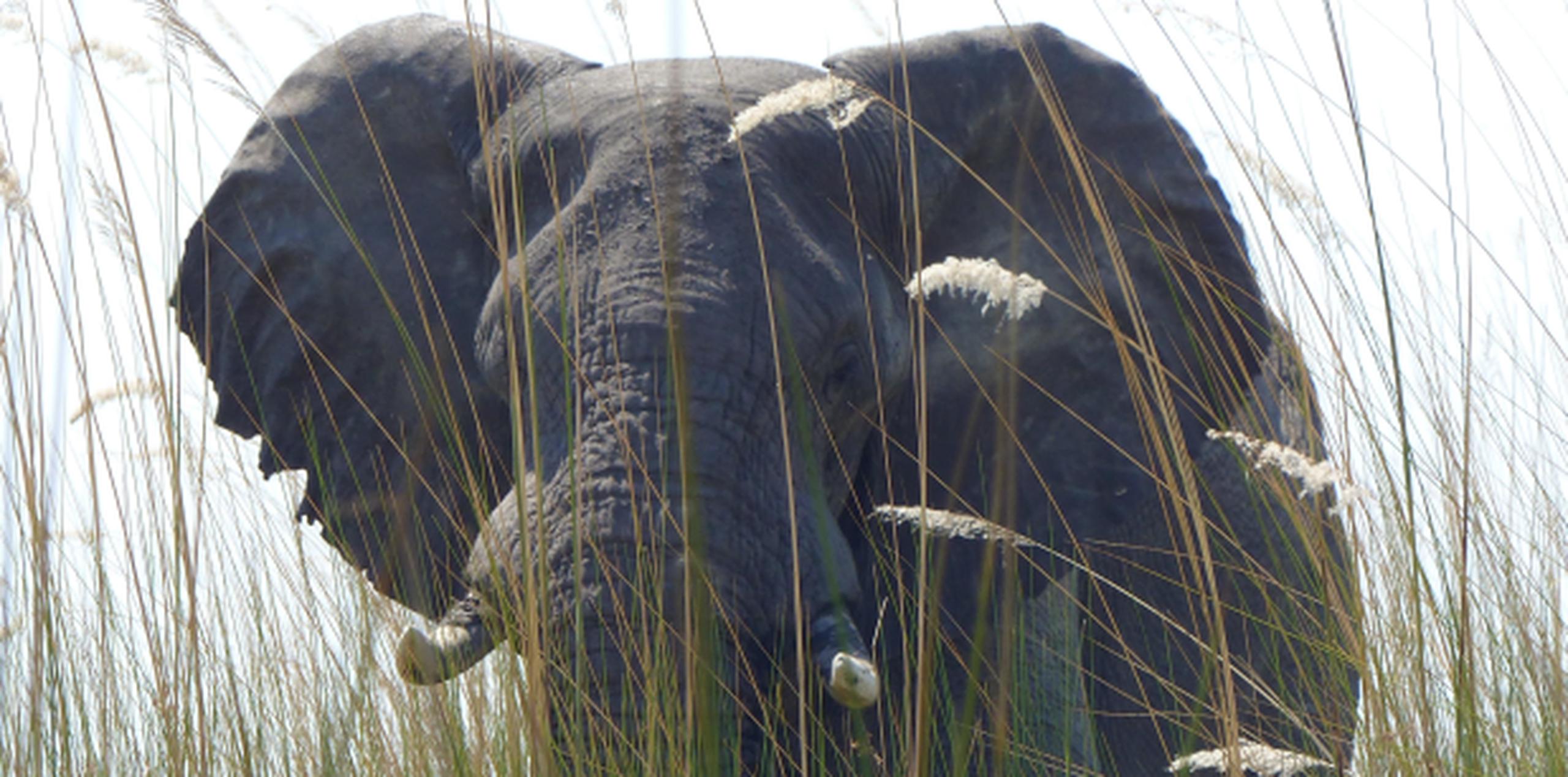 Los elefantes africanos son el animal terrestre más grande. (Archivo)