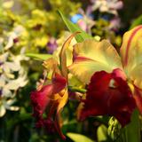 “Doris Orquids”: Cuatro décadas de exóticos cultivos