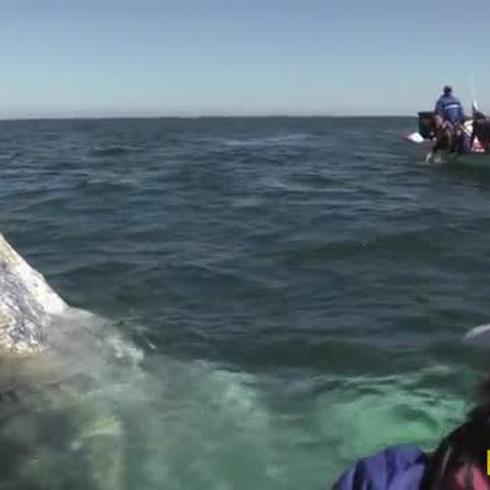 El cambio climático amenaza a la ballena gris