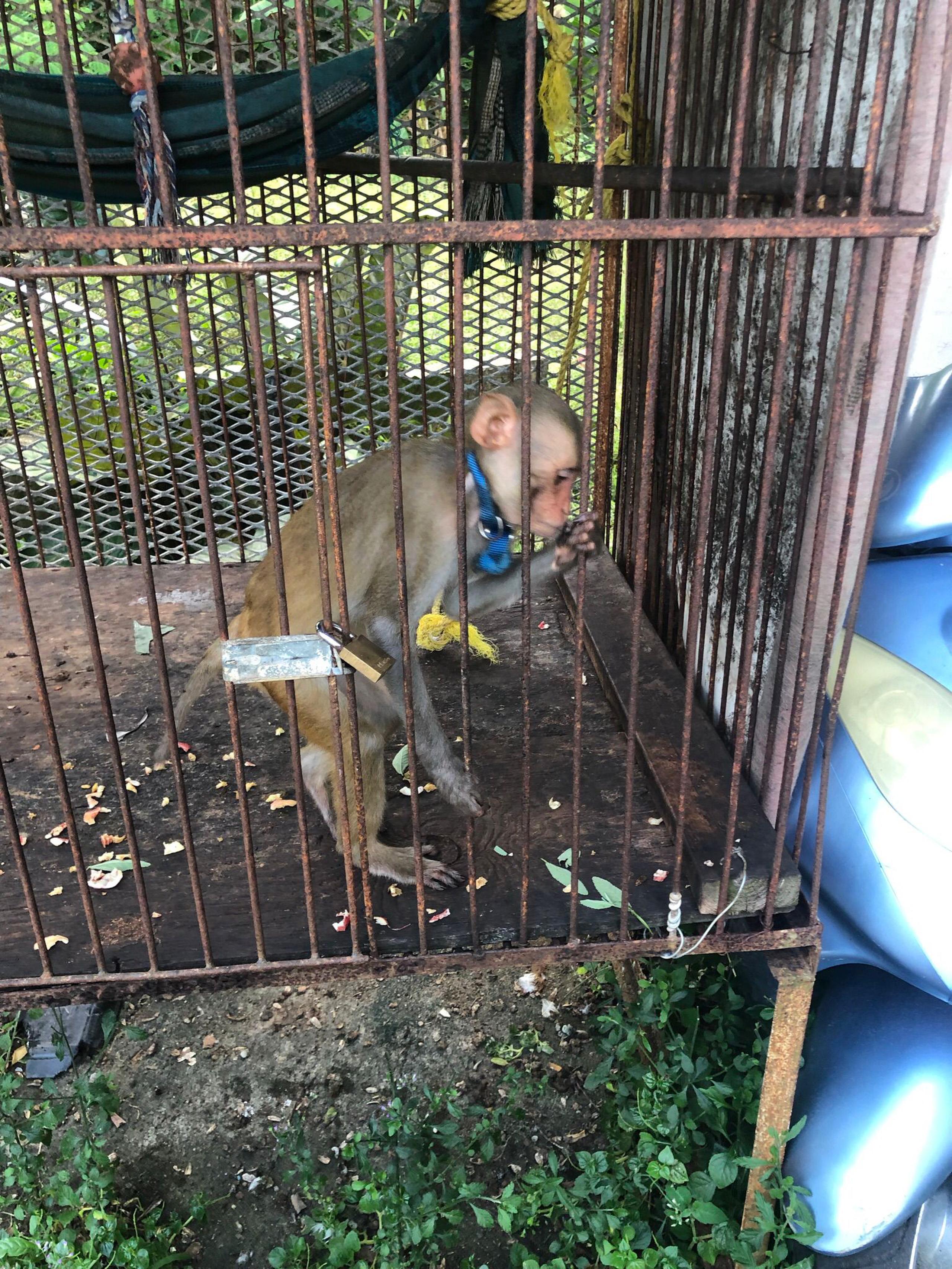 Durante el allanamiento en la residencia del oficial de corrección se removieron dos monos.