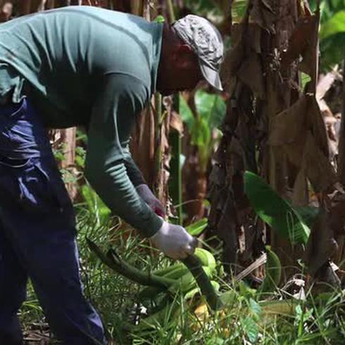 Mira cómo Agricultura intenta evitar la invasión del hongo asesino