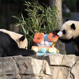Pandas devoran pastel en aniversario 50 de programa de cría del Smithsonian