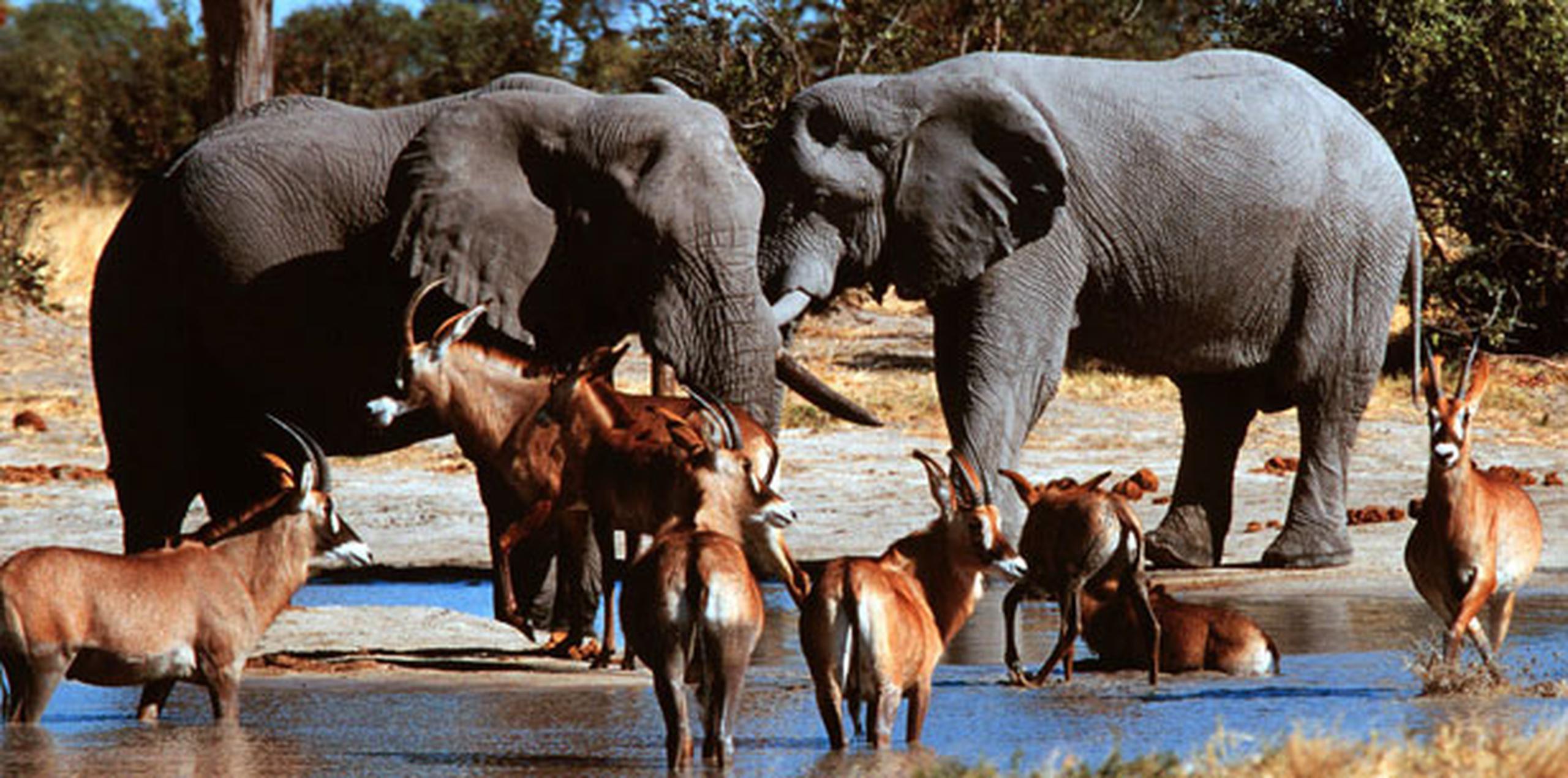 El Parque Nacional Kruger enfrenta desde hace tiempo un grave problema de caza furtiva ilegal para hacerse con cuernos de rinoceronte, los cuales son muy demandados en el mercado asiático. (Archivo)
