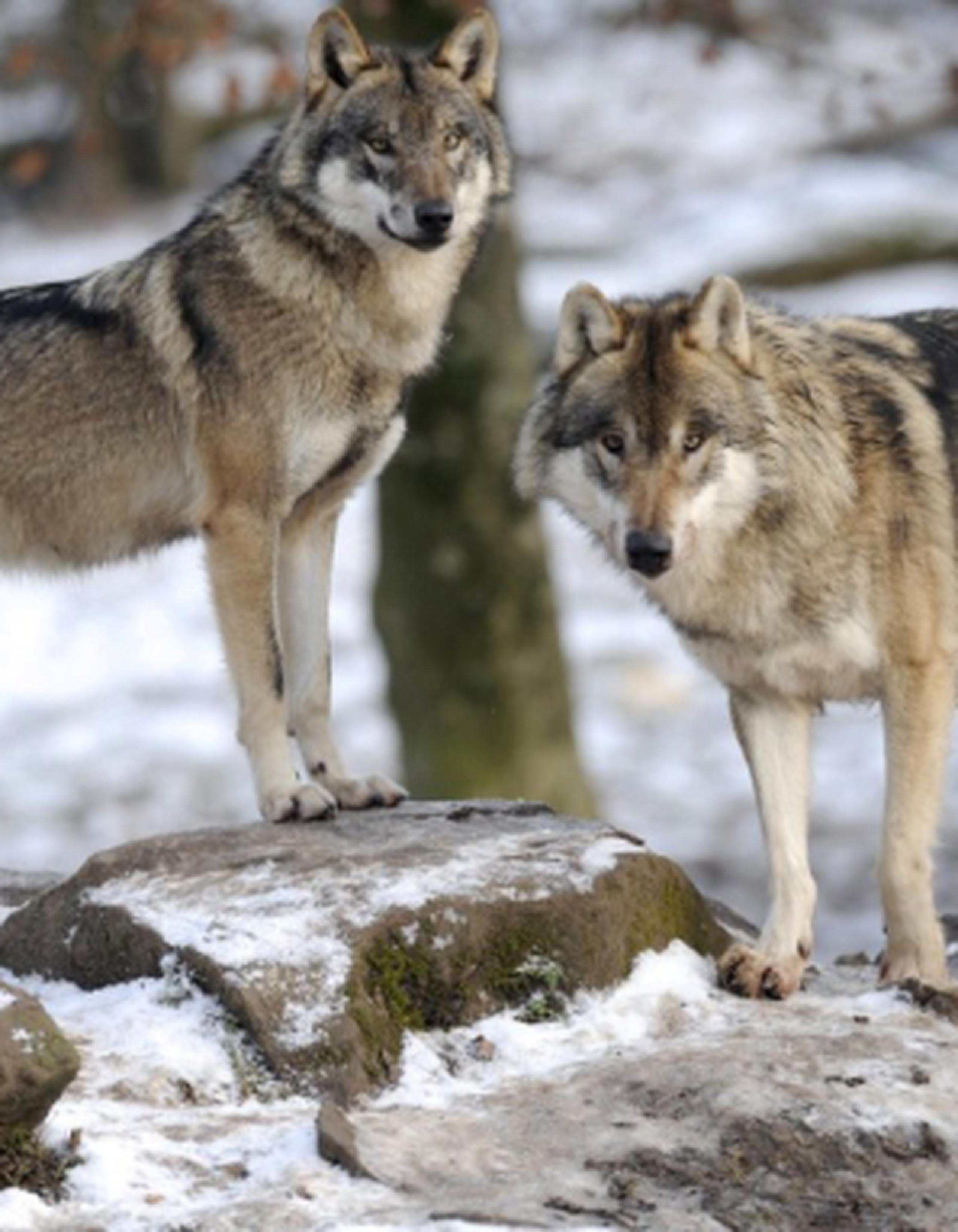 Investigadores recogieron muestras de ADN de fósiles de 18 antiguas criaturas semejantes a lobos y perros que vivieron hace 36,000 años en diferentes partes del mundo. (Prensa Asociada)