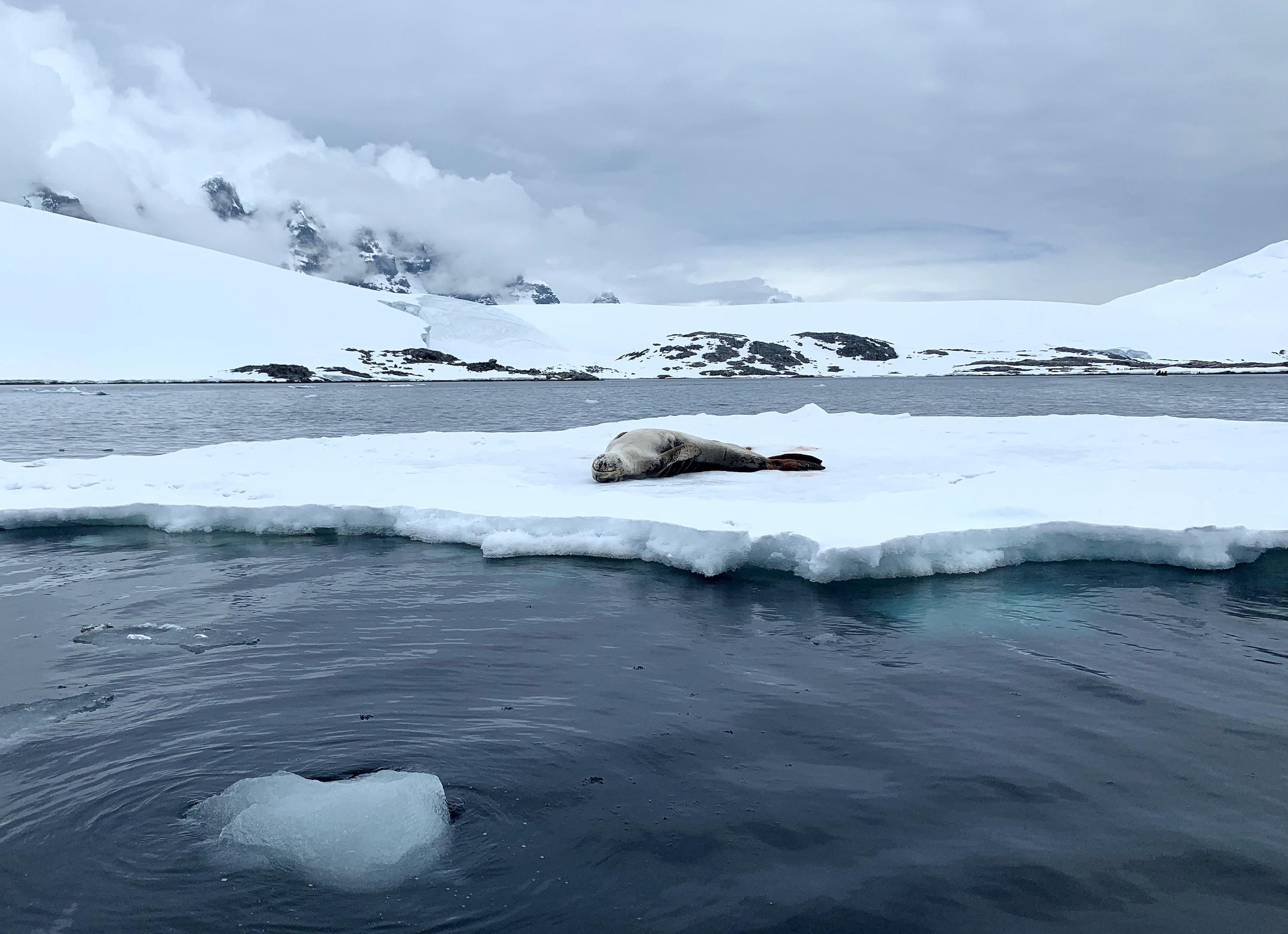 Imagen de archivo de una foca en los alrededores de una base militar británica en Puerto Lockroy (Antártida). EFE/ Diana Marcela Tinjacá
