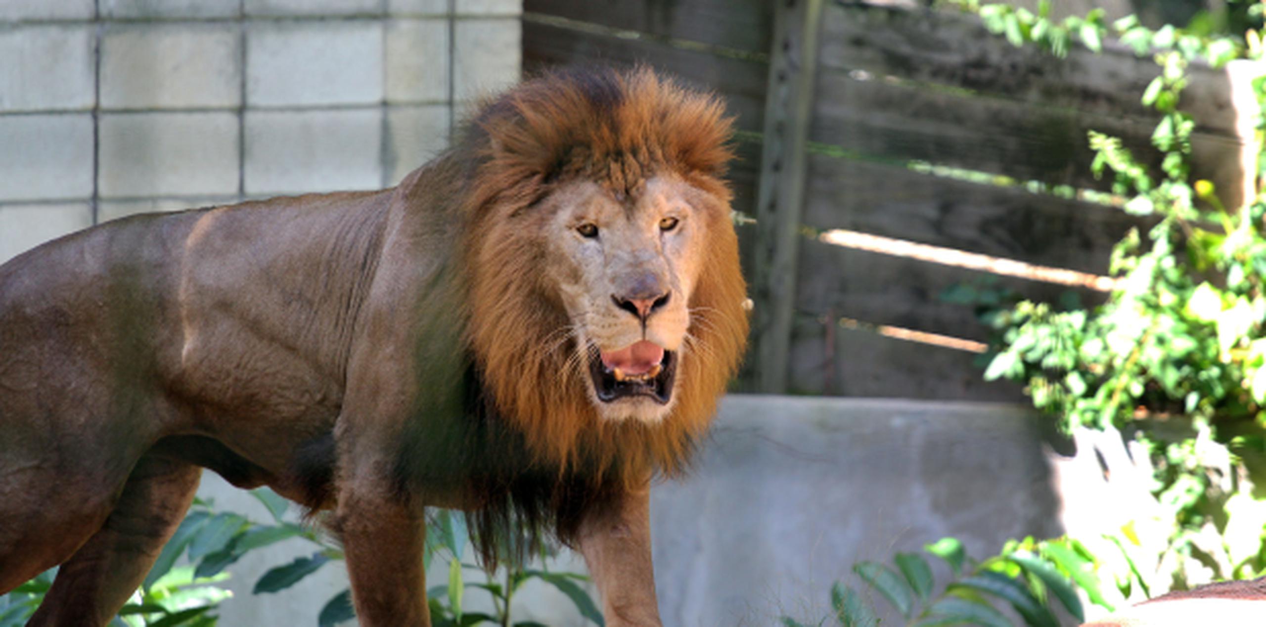 Denuncias hechas por activistas propiciaron una pesquisa sobre las operaciones del zoológico, que está plagada de irregularidades. (Archivo)