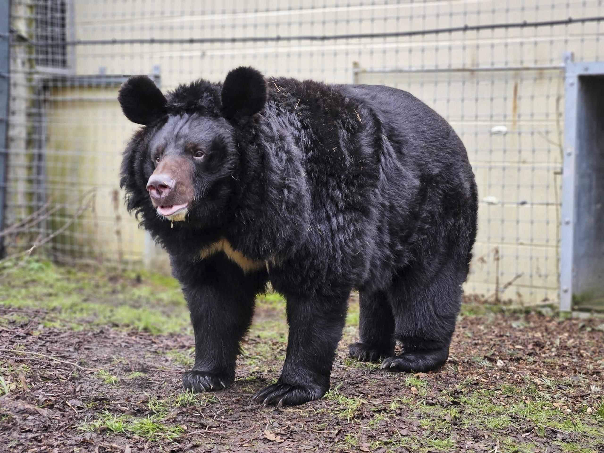 El oso rescatado del pueblo de Yampil, en Ucrania había sufrido una conmoción cerebral por un explosivo que cayó cerca.