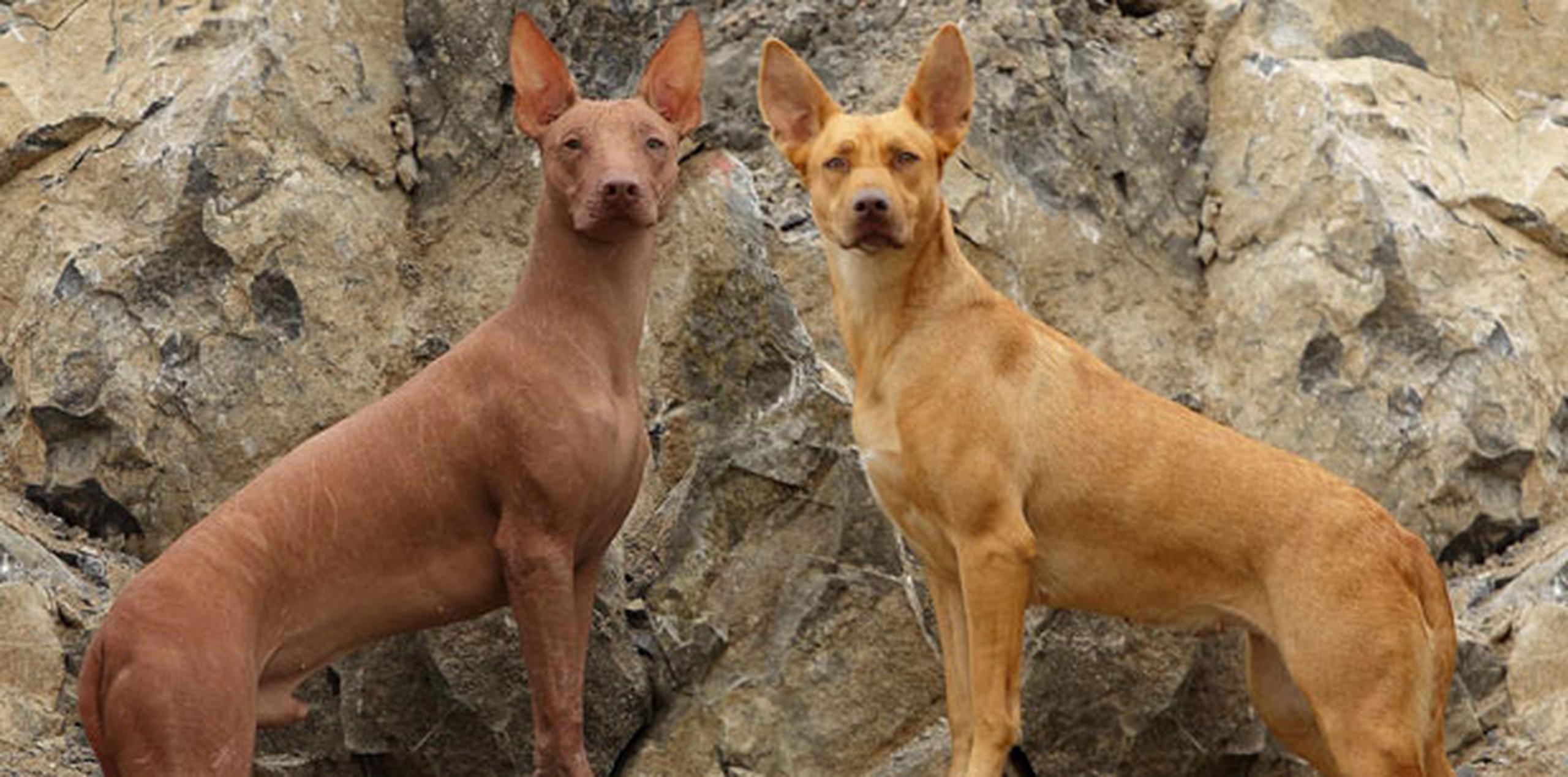 La carencia de pelo en el animal peruano, que hace que se le conozca popularmente como "perro calato" (desnudo), es un síndrome causado por la mutación del gen Foxi3. (EFE)