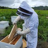 Protección para la laboriosa abeja boricua 