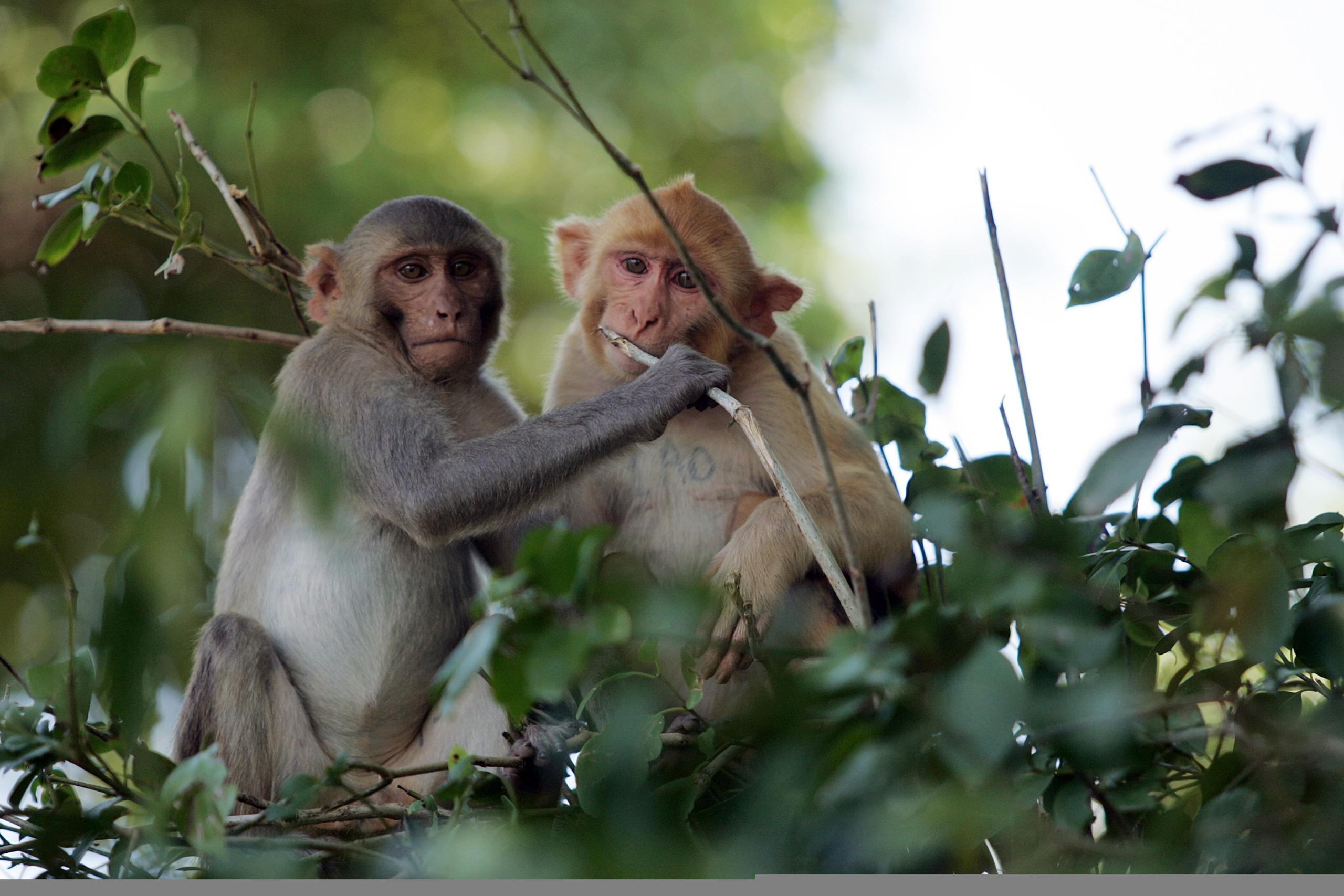 Los monos rhesus pueden tornarse agresivos, por lo que se exhorta a no intentar capturarlos, sino a llamar a las autoridades. En la foto, dos ejemplares en el Cayo Santiago.
