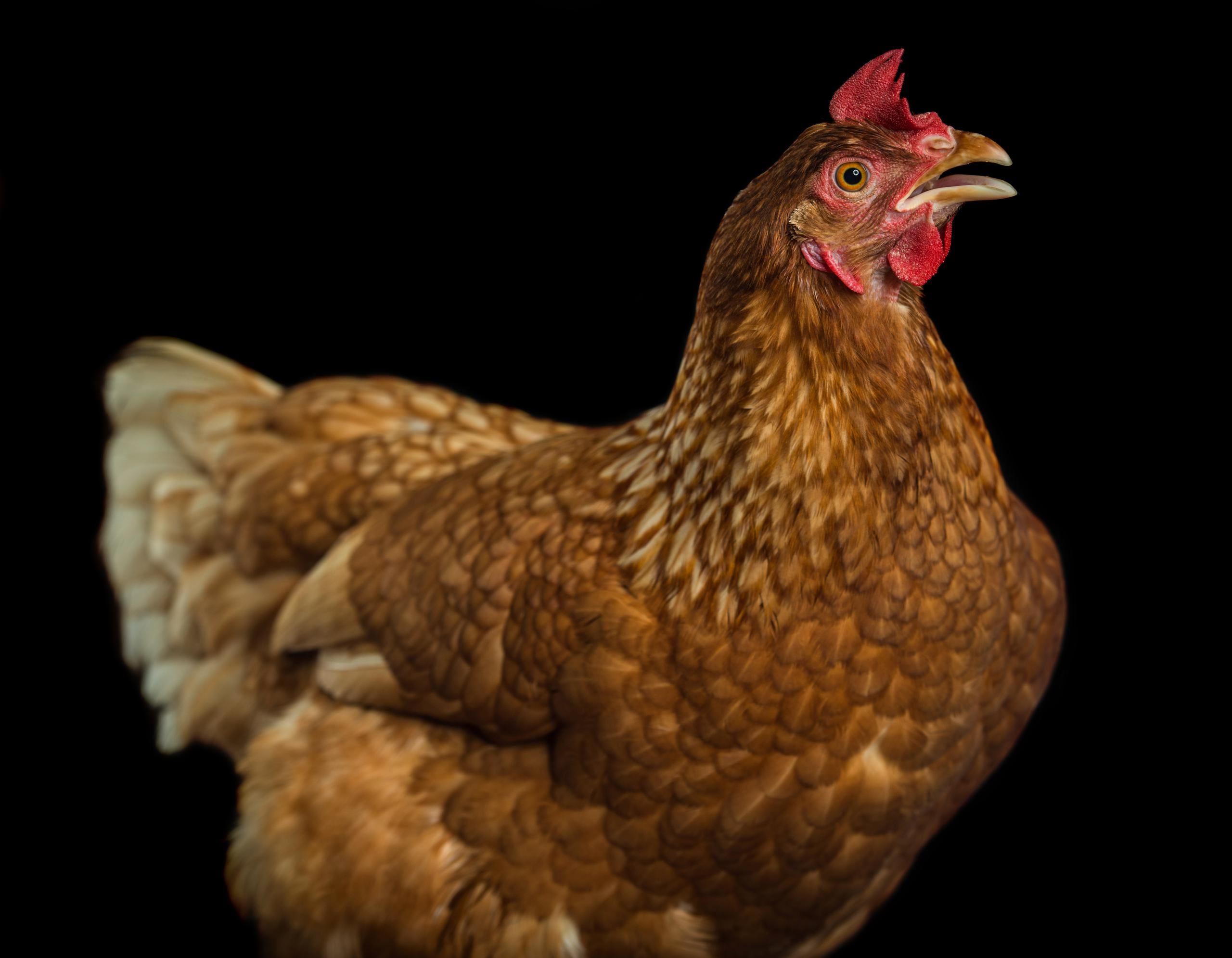 Una portavoz de la agencia federal expresó que no podía revelar de dónde apareció la gallina por "razones de seguridad".