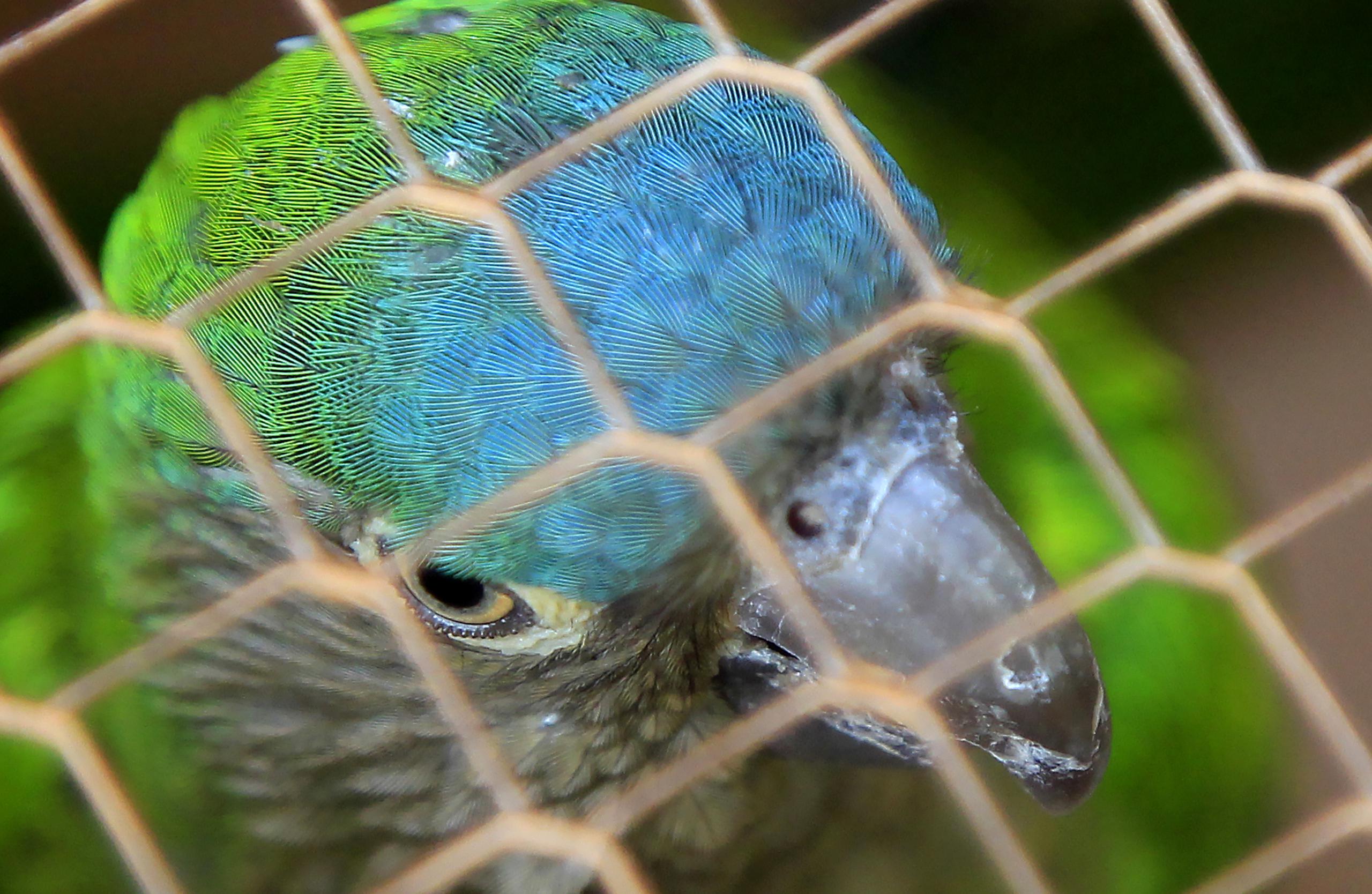Fotografía de archivo, tomada el pasado 5 de abril, en la que se registró una ave recuperada por autoridades colombianas, previo a su liberación, en Cartagena (Colombia). EFE/ Ricardo Maldonado
