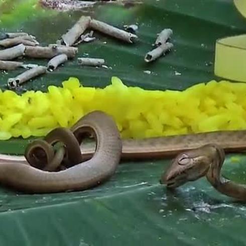 Encuentran una increíble serpiente de dos cabezas