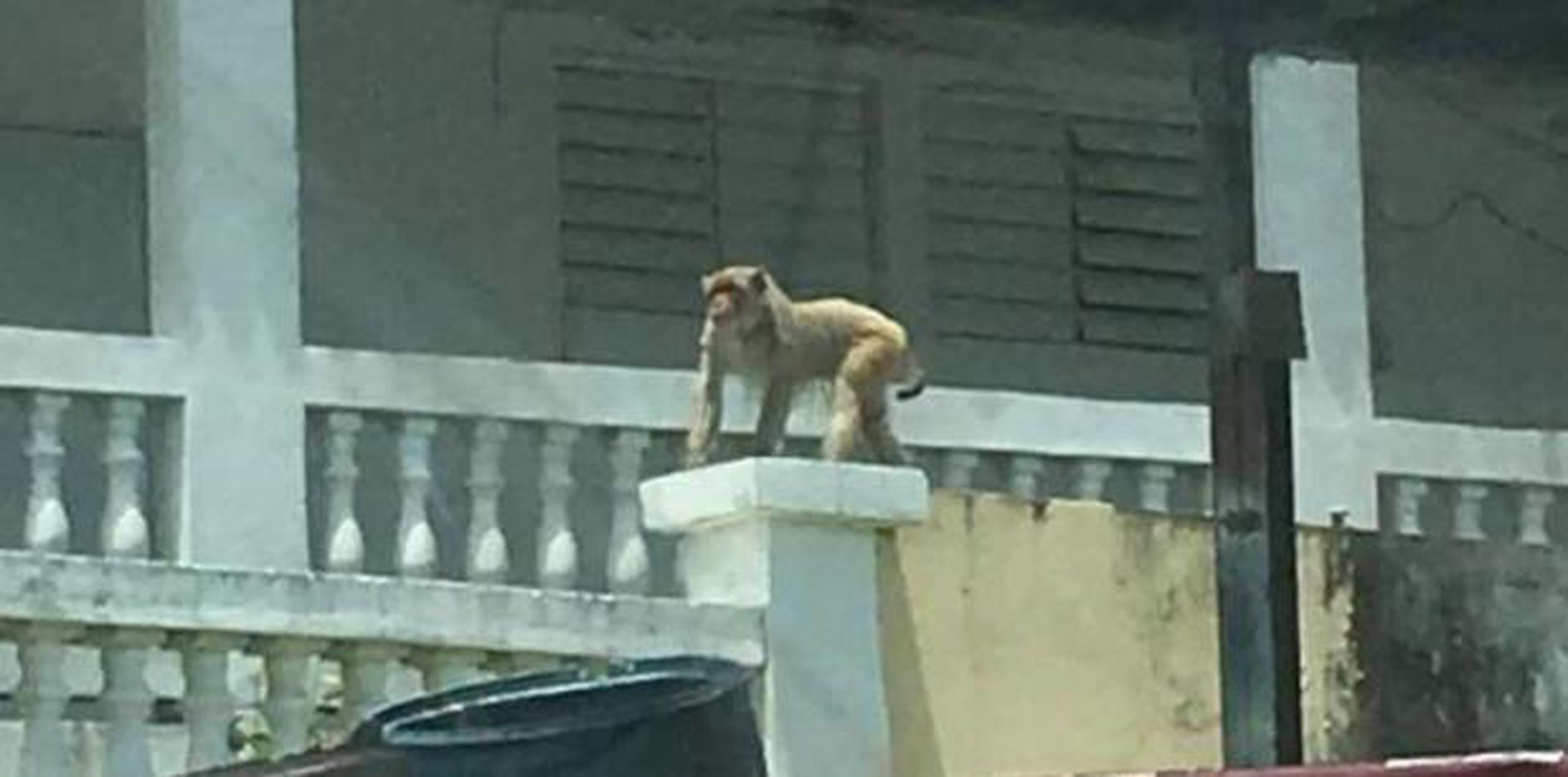El más reciente avistamiento del primate se dio esta semana cuando se publicó en las redes sociales una imagen del susodicho trepado en la columna de una residencia.  (Captura)