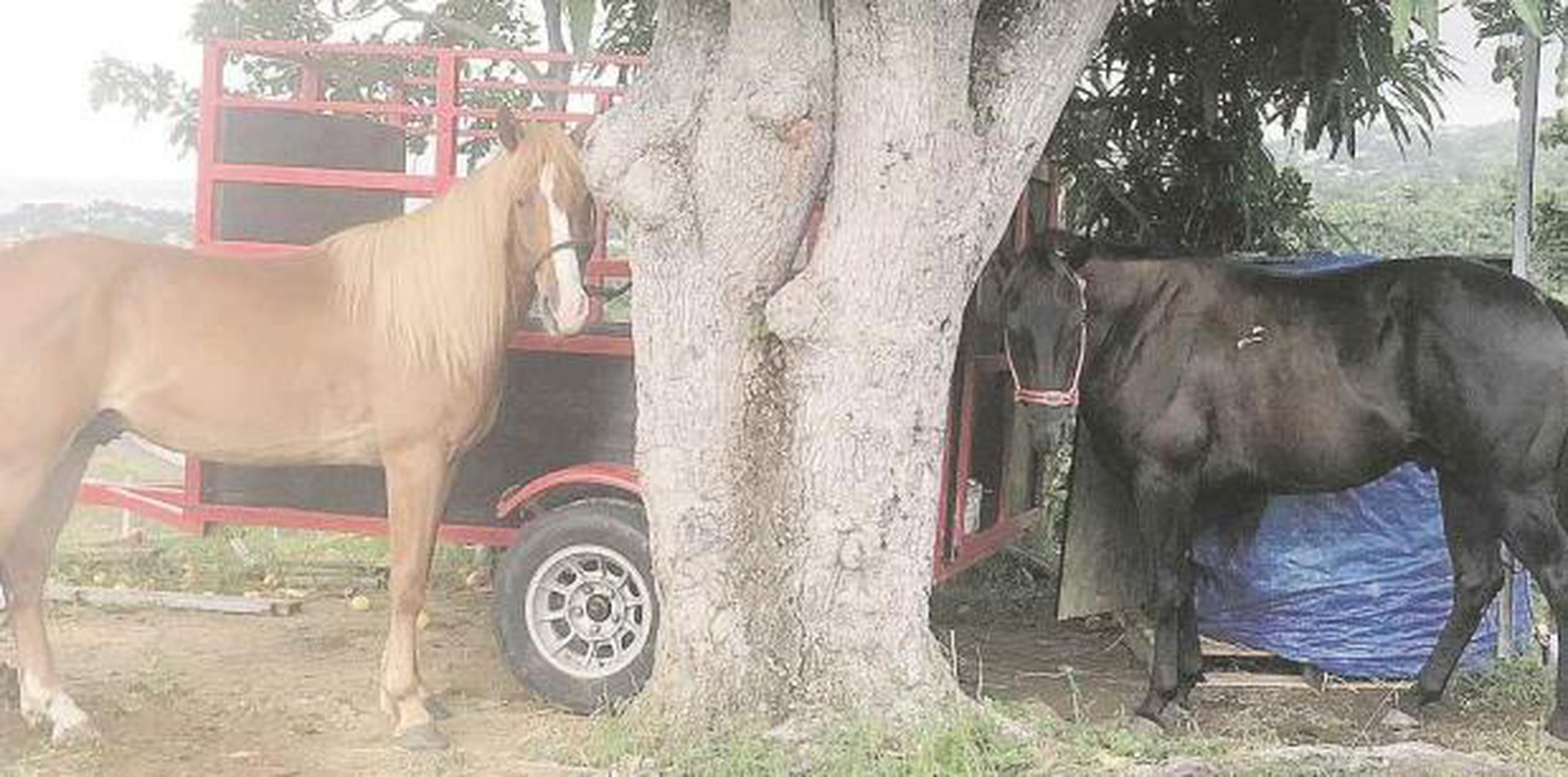 Varios residentes que no quisieron identificarse por temor a represalias, aseguraron que la práctica de carreras de caballos clandestinas es un problema que lleva muchos años y se llevan a cabo en más de un sitio. (Suministrada)