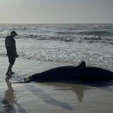 Disfrutaban del mar cuando un tiburón blanco de 700 kilos apareció en la playa