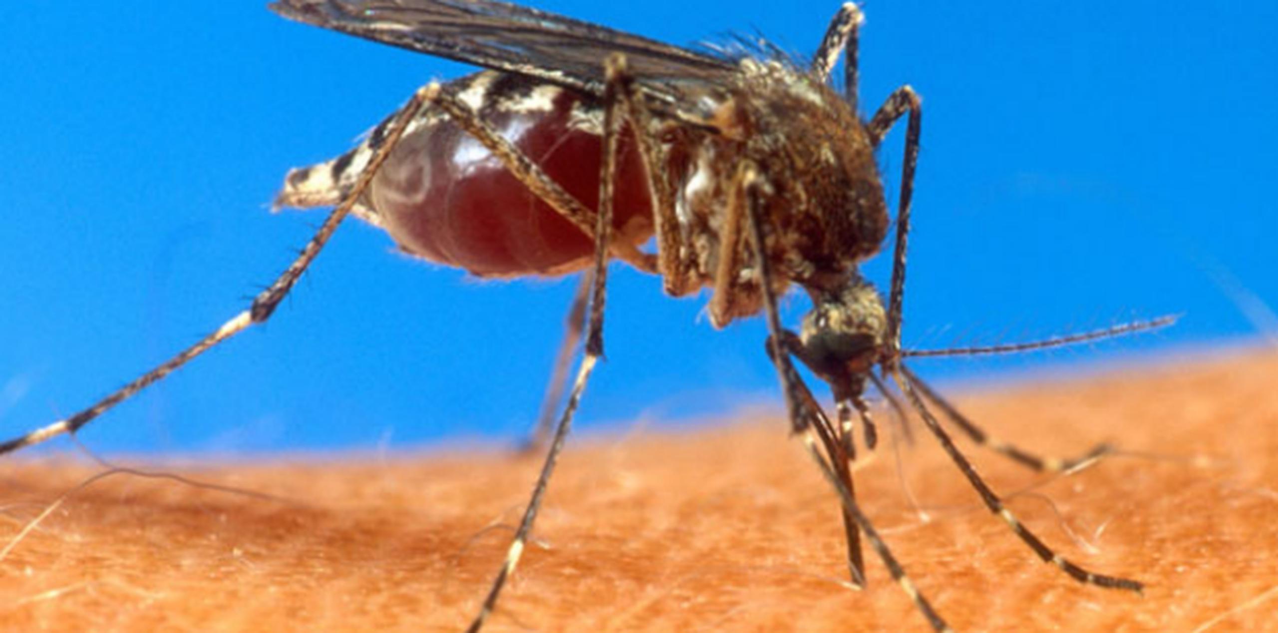 El chikungunya es un virus para el que no hay vacuna ni tratamiento. (Archivo)
