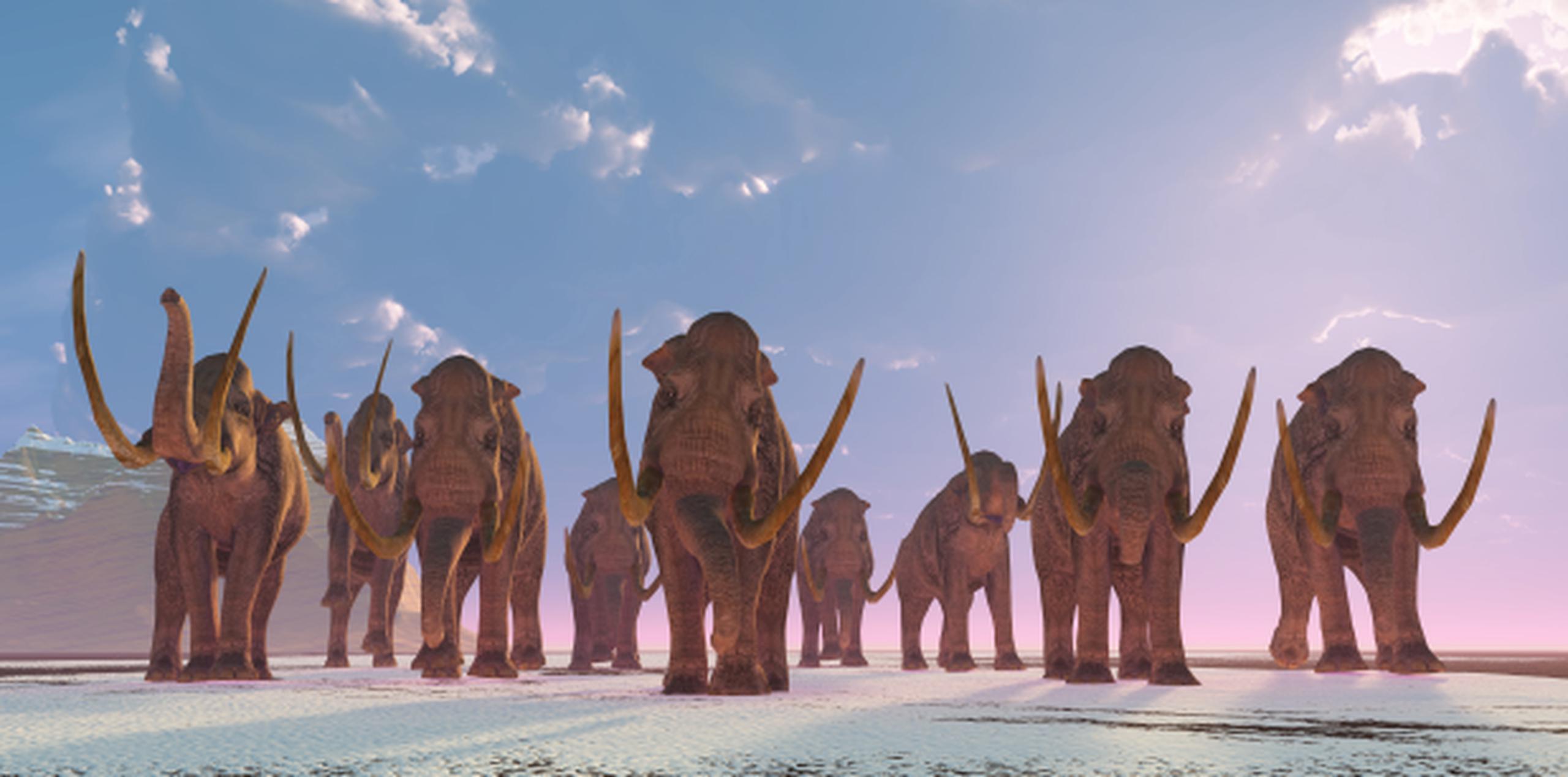 Las huellas corresponden a mamuts colombinos, especie que vivió en Norteamérica. (Shutterstock)