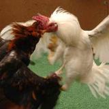 Piden al Congreso que no prohiba las peleas de gallos