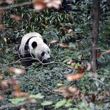 Fallece el último panda cedido por China que quedaba en Tailandia 