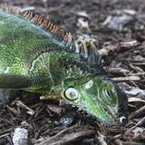 Autoridades en Florida llaman a no reanimar iguanas congeladas