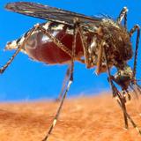 Salud vigilante ante la influenza