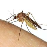 Estudio establece que el mosquito común también transmite zika