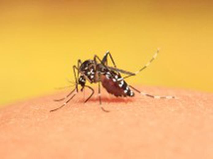 Los expertos instan a tomar medidas de prevención para evitar la propagación de mosquitos y otros vectores.