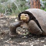Buscan parientes de Fernanda, la tortuga de Galápagos que se creía extinta 