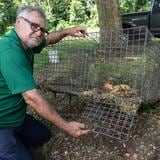 Pescador ingenia trampa para capturar iguanas de palo