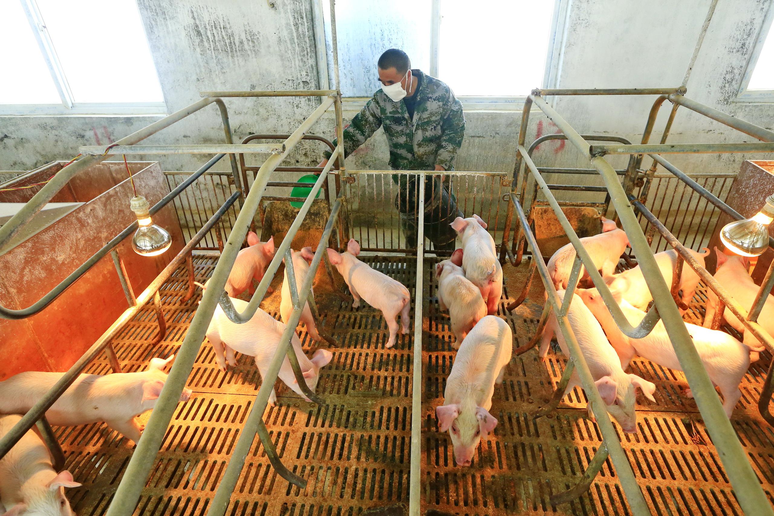 Cerdos en la República Dominicana presentan la enfermedad de la Peste Porcina Africana. EFE/EPA/ZHONG MIN/Archivo