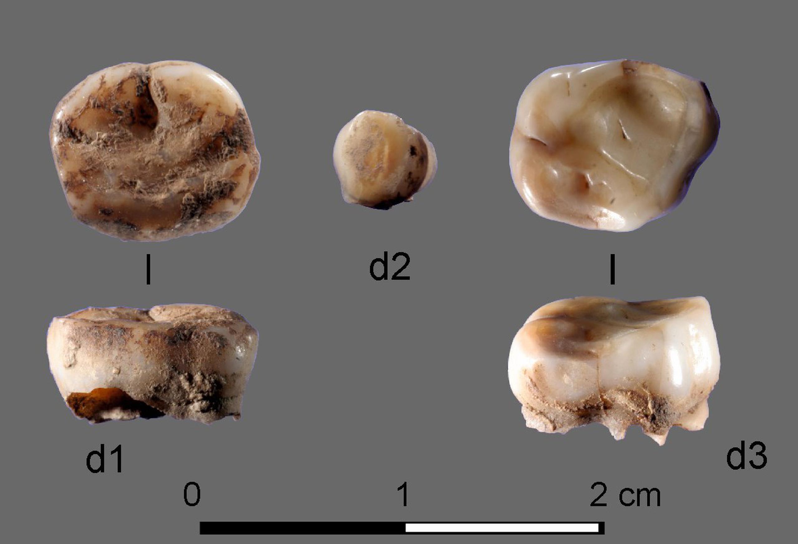 Los dos pequeños dientes que se han recuperado han permitido extraer muestras de ADN para profundizar en el conocimiento del grupo. (EFE)