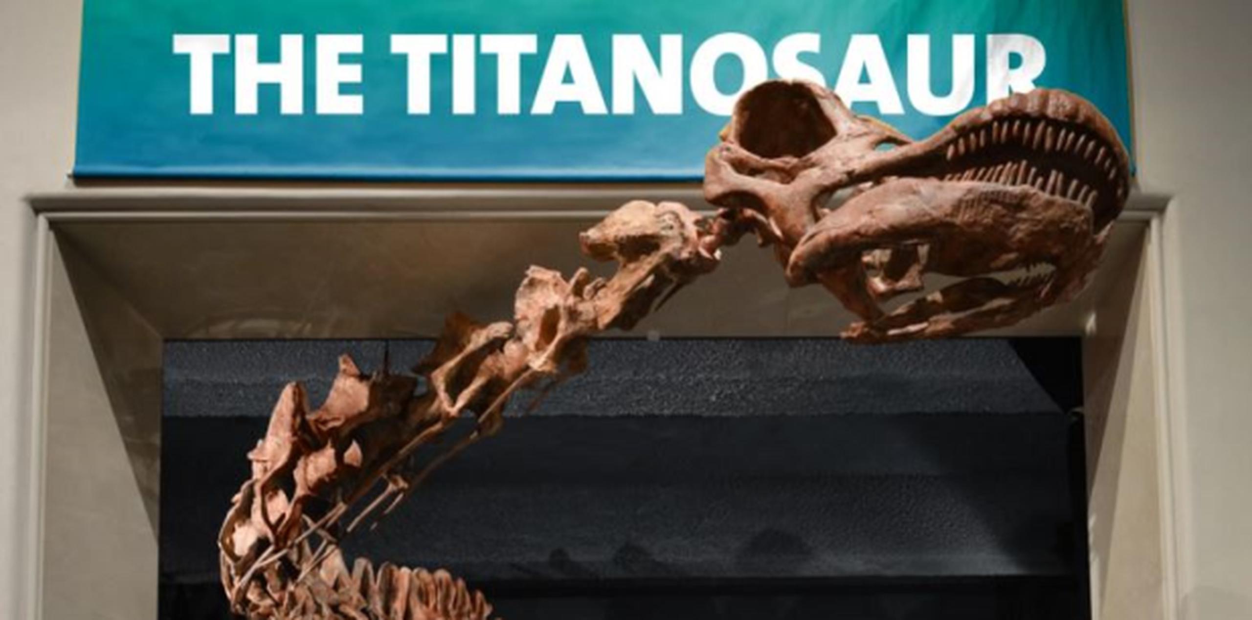 La réplica del esqueleto del Titanosaurus se exhibe ya desde el pasado enero en el Museo de Historia Natural de Nueva York. (Foto/AMNH)