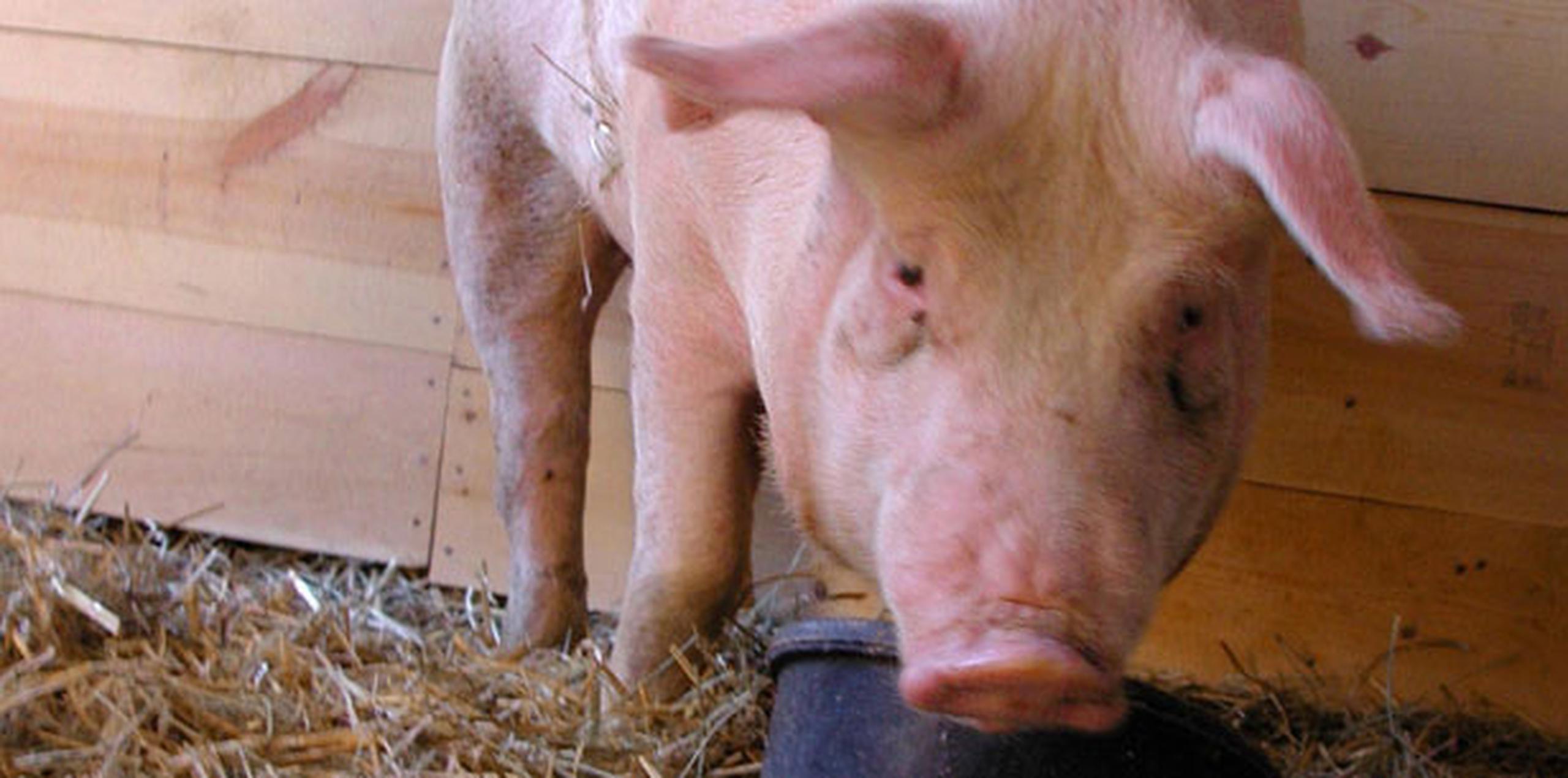 La porcicultora estadounidense envió a china en 2017 productos por 1,100 millones de dólares que convirtieron al gigante asiático en el tercer mercado más grande para la carne de cerdo estadounidense. (Archivo)