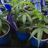 Uruguay comienza a vender marihuana en farmacias
