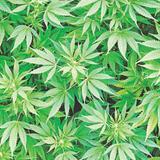 “Simple” el nuevo reglamento del cannabis