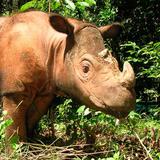 Buscan clonar al rinoceronte de Sumatra extinto en Malasia