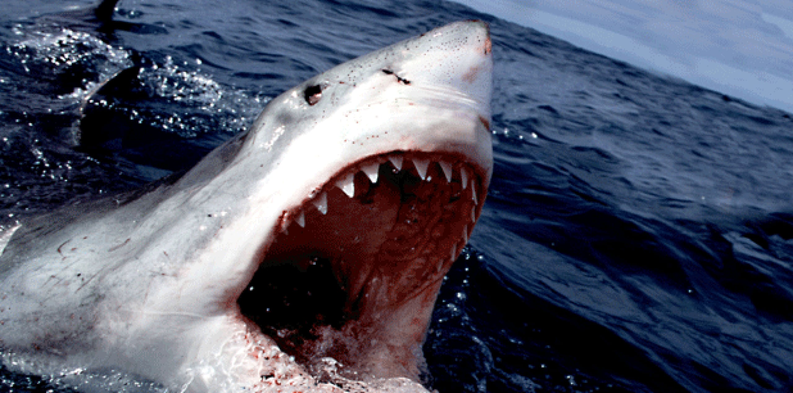 "Fue duro (salir del agua). Pero un tiburón es un tiburón", dijo Domínguez. (Archivo)