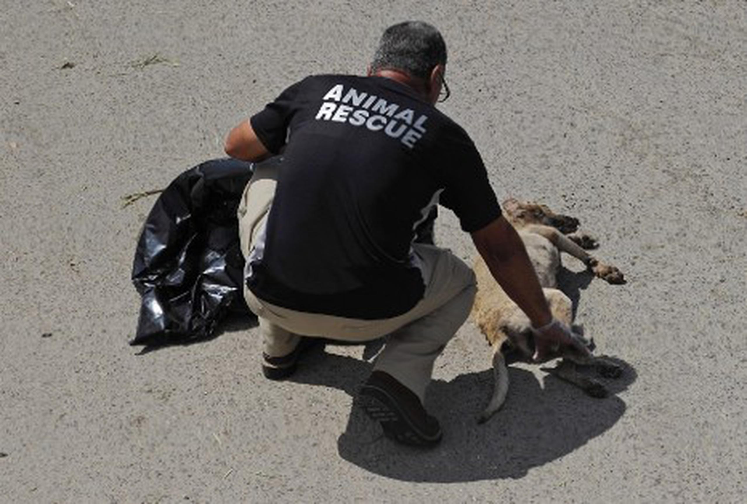 Ellos hacen lo que nadie quiere hacer: recobrar los cuerpitos de los animales muertos.
tony.zayas@gfrmedia.com