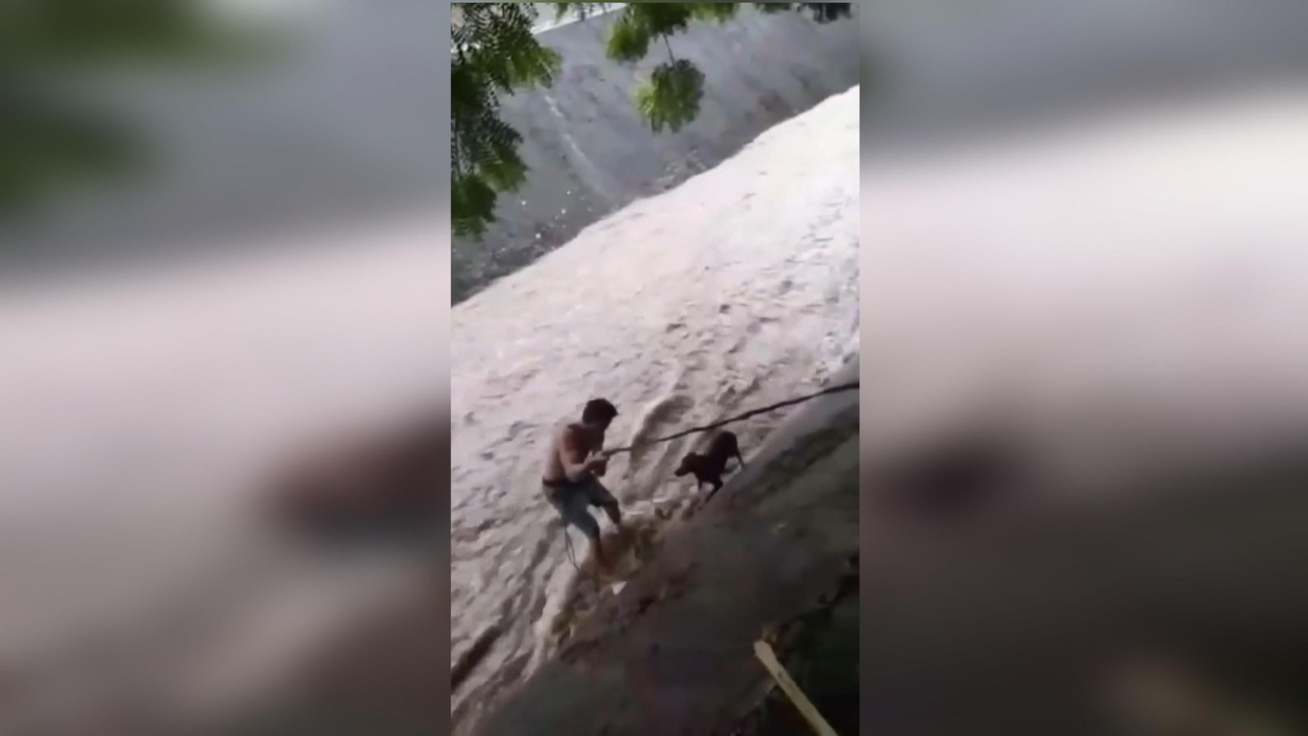 El excampéon mundial de boxeo Félix Alvarado arriesgó su vida para rescatar a un perro dentro de un cauce fluvial en Managua, durante el ciclón tropical Julia. EFE/Captura de video
