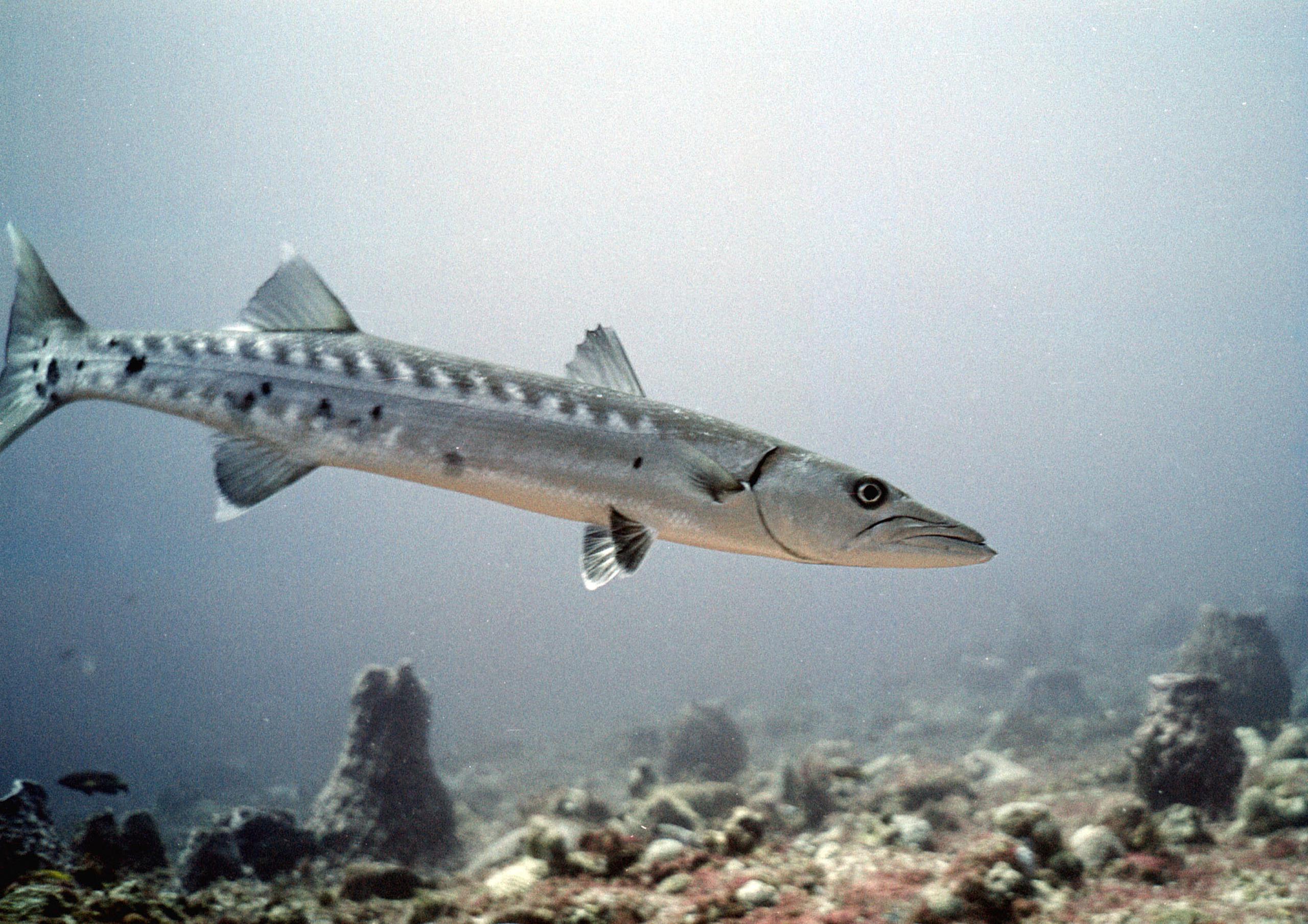 Una barracuda, conocida comúnmente como picúa.