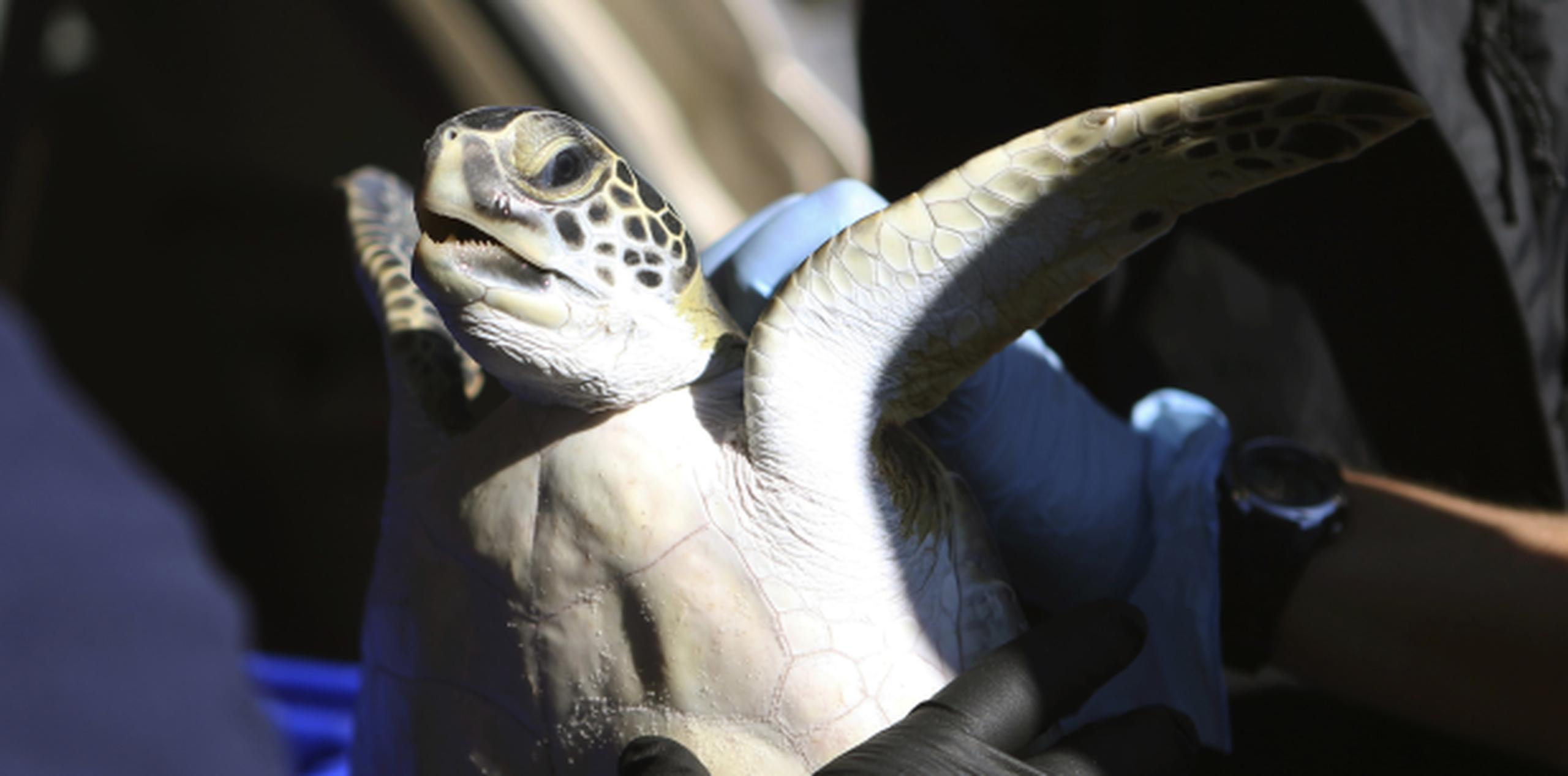 El centro ha recibido ejemplares de tortuga lora, verde y boba, que serán liberados en cuanto suba la temperatura del agua. (AP)